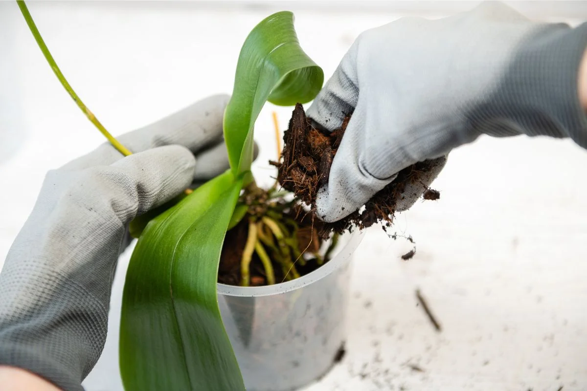 rempotage d'une orchidée