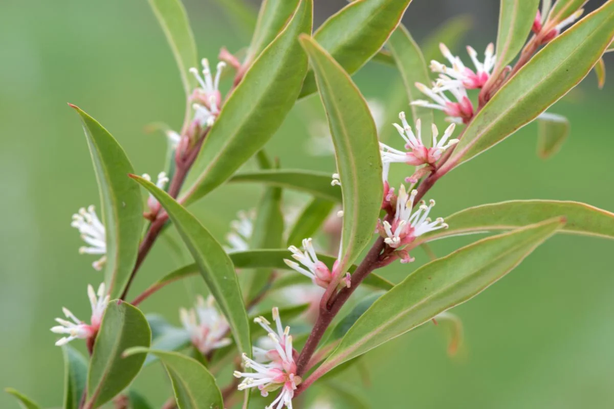 sarcococca hookeriana humilis