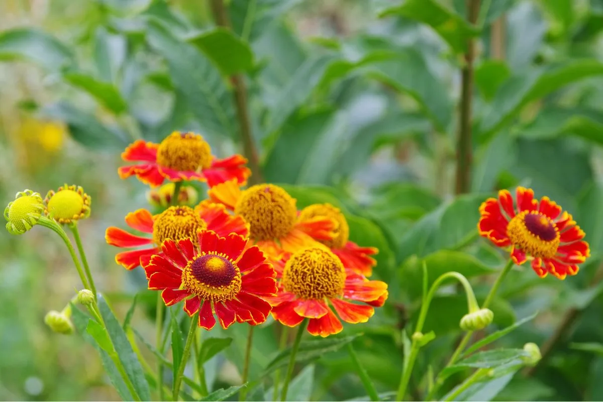 helenium d'automne
