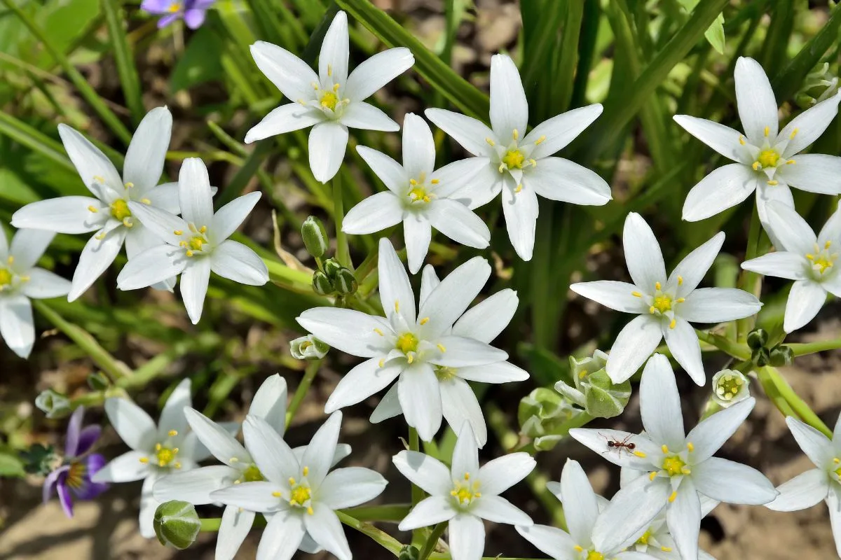ornithogalum umbellatum