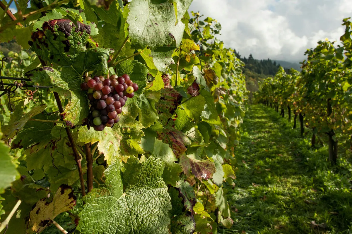 vignes destinées à produire du vin naturel