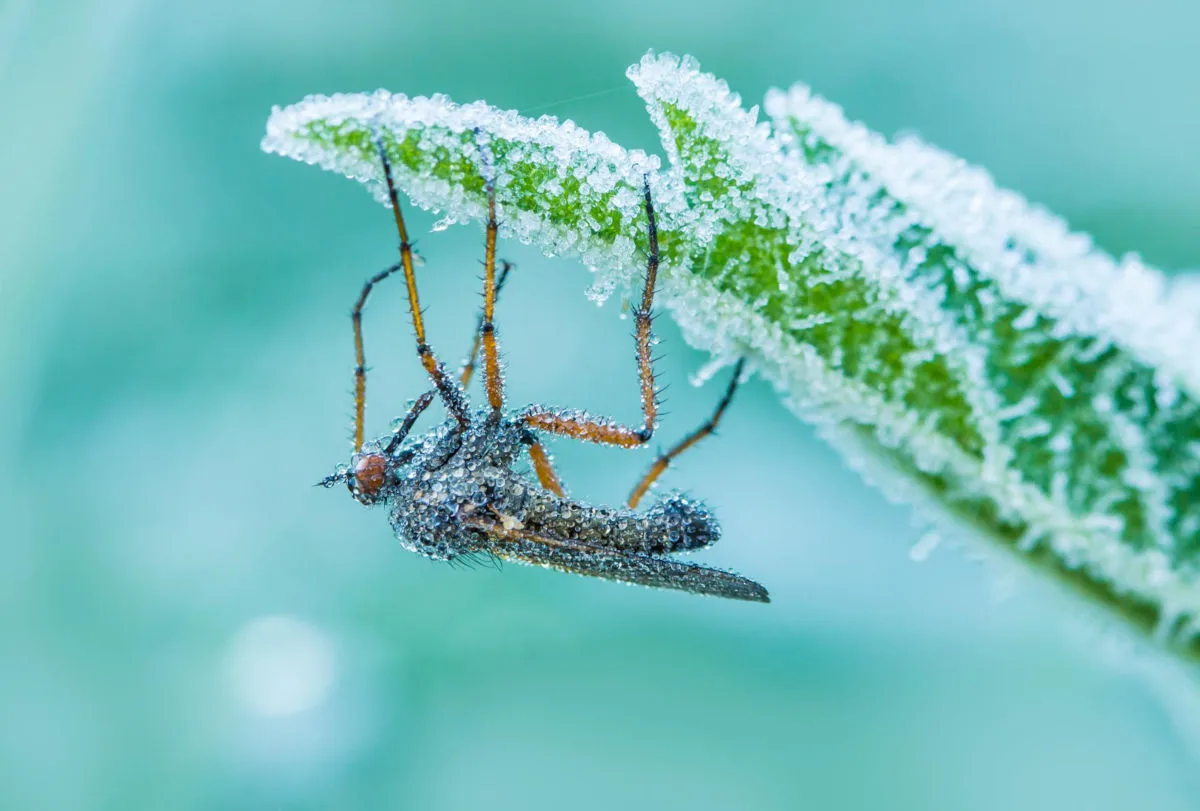 gros plan sur un insecte pendant l'hiver