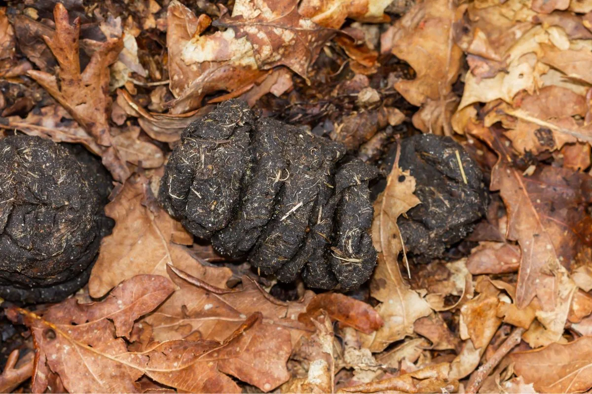 gros plan sur des des crottes de sanglier