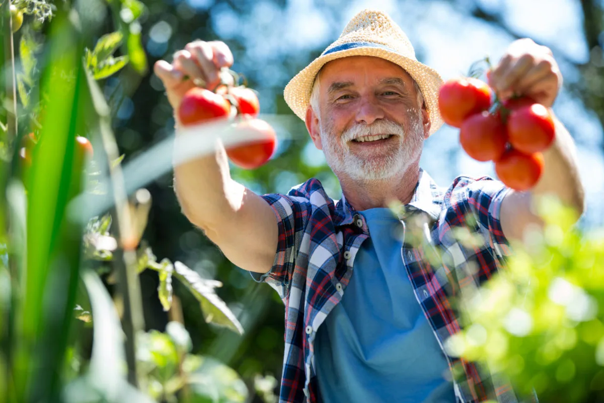 jardinier heureux qui récolte des tomates dans son potager