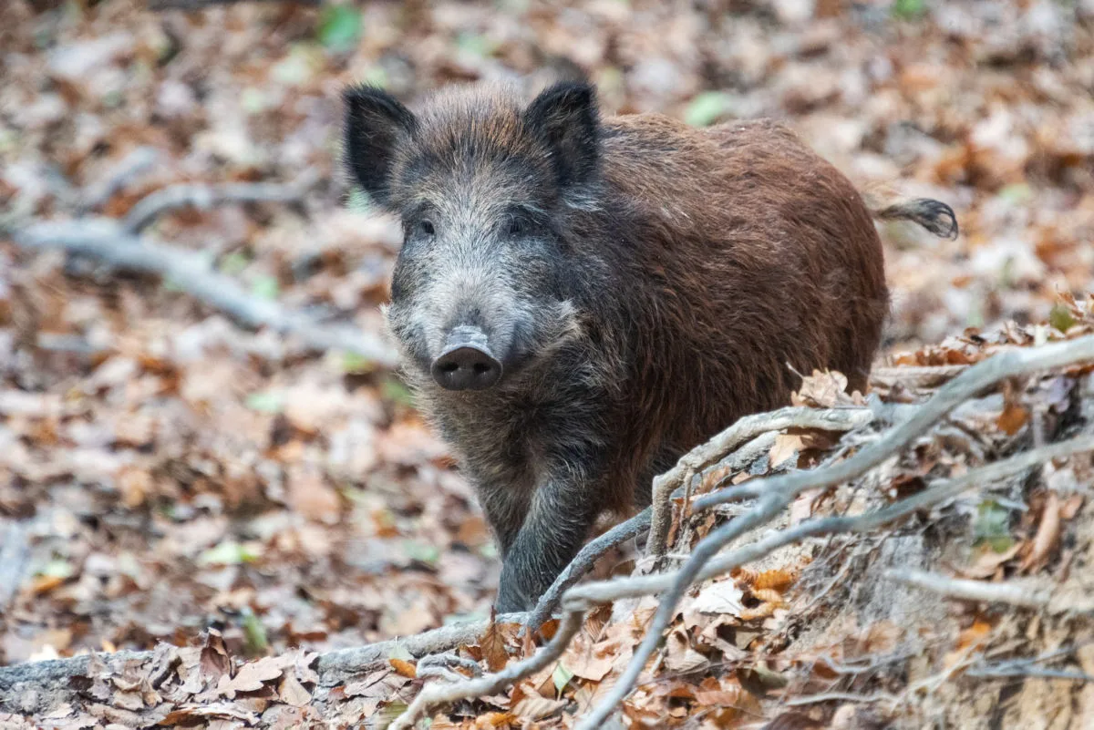 sanglier dans les bois