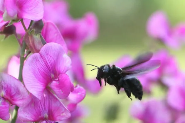 xylocopa violacea : un gros insecte noir qui vole